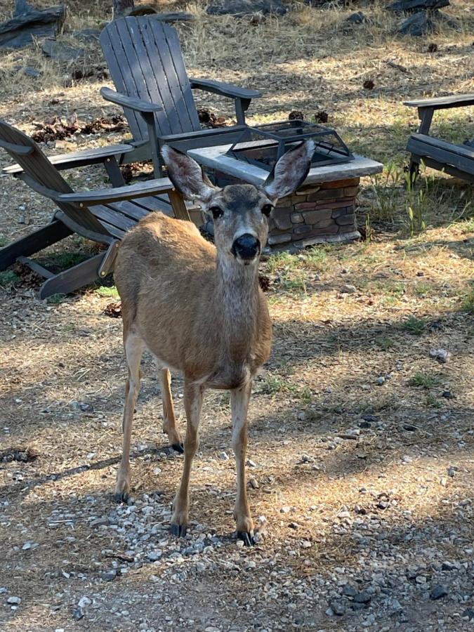 Yosemite Escapes - Pine Mountain Lake Groveland Εξωτερικό φωτογραφία